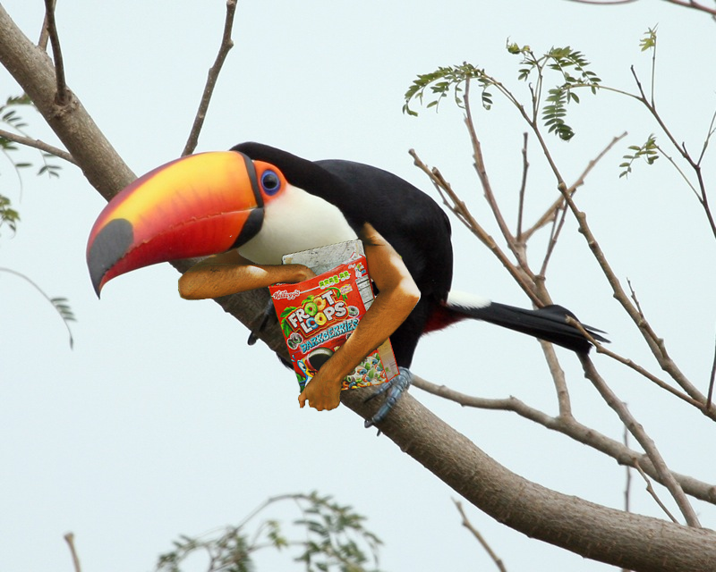 Shady Toucan Sam